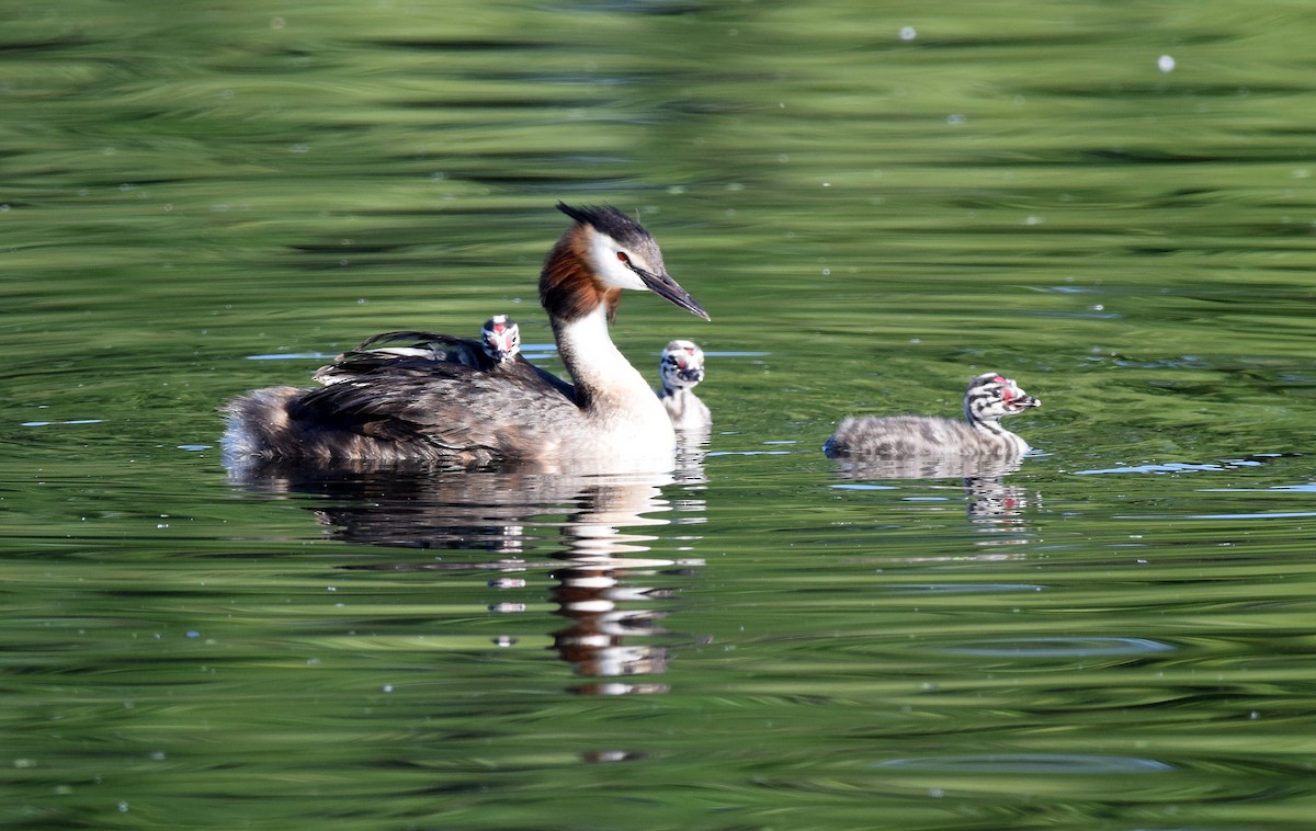 Great Crested Grebe - A Emmerson