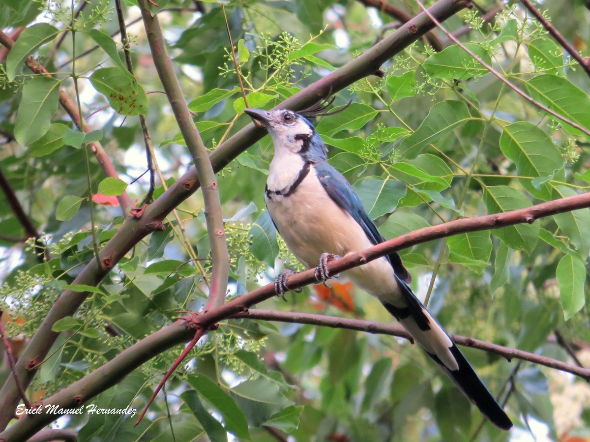 White-throated Magpie-Jay - ML108147771