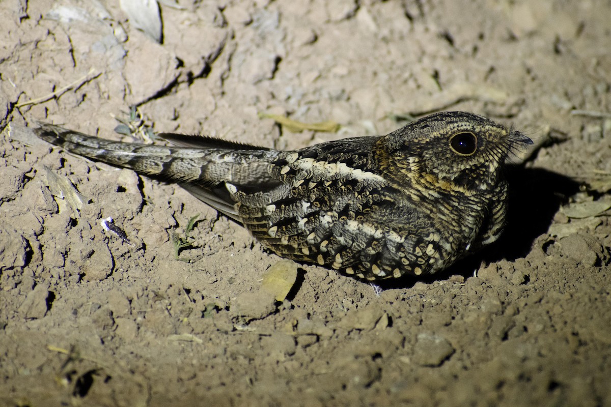 Scissor-tailed Nightjar - Leandro Bareiro Guiñazú
