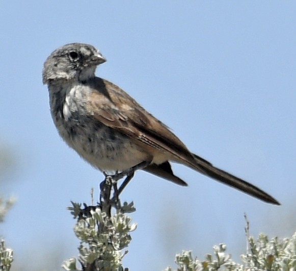 Sagebrush Sparrow - Richard Taylor
