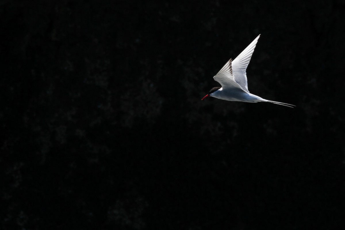 Arctic Tern - Evan Lipton