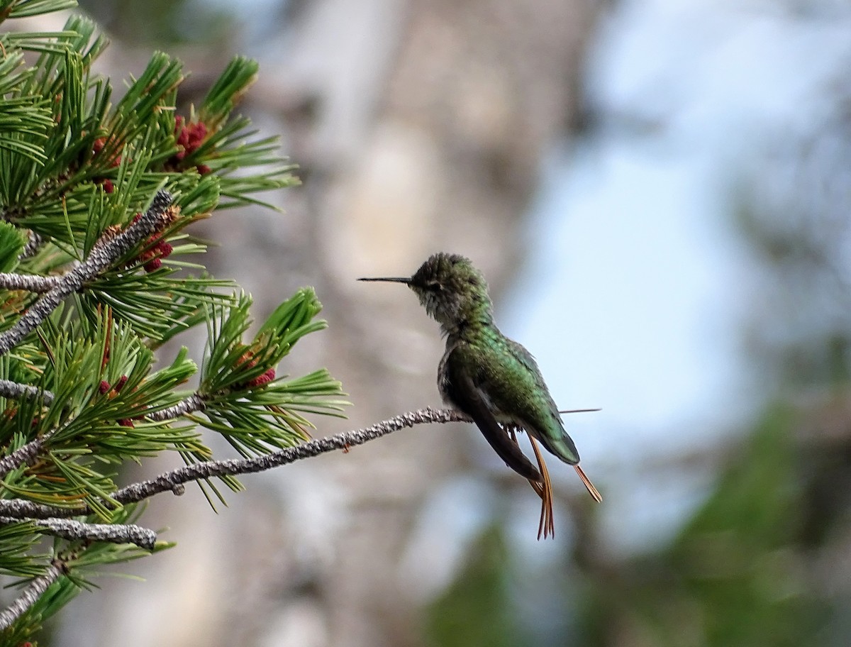 Costa's Hummingbird - ML108155961