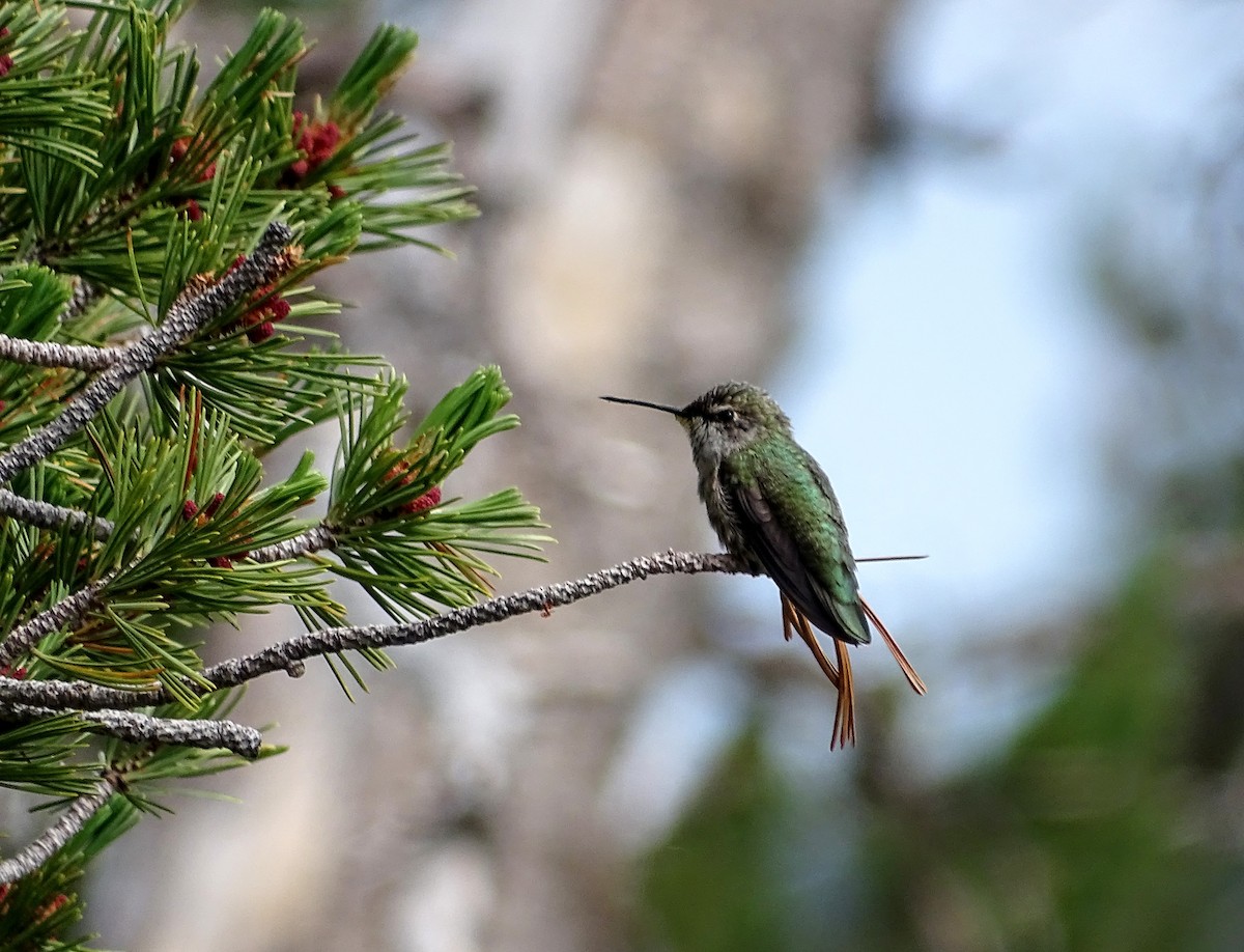 Costa's Hummingbird - ML108155971