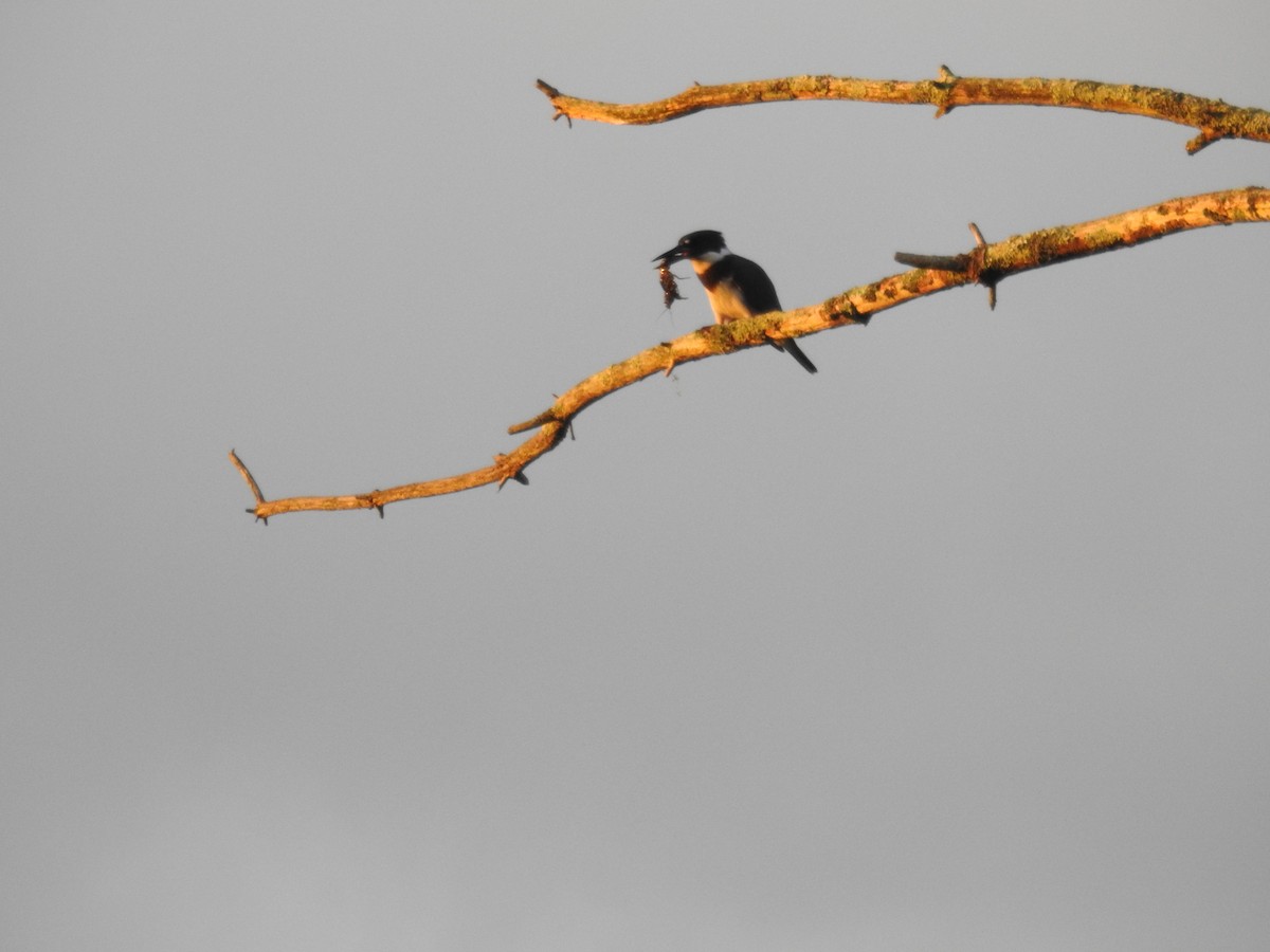 Belted Kingfisher - ML108156751