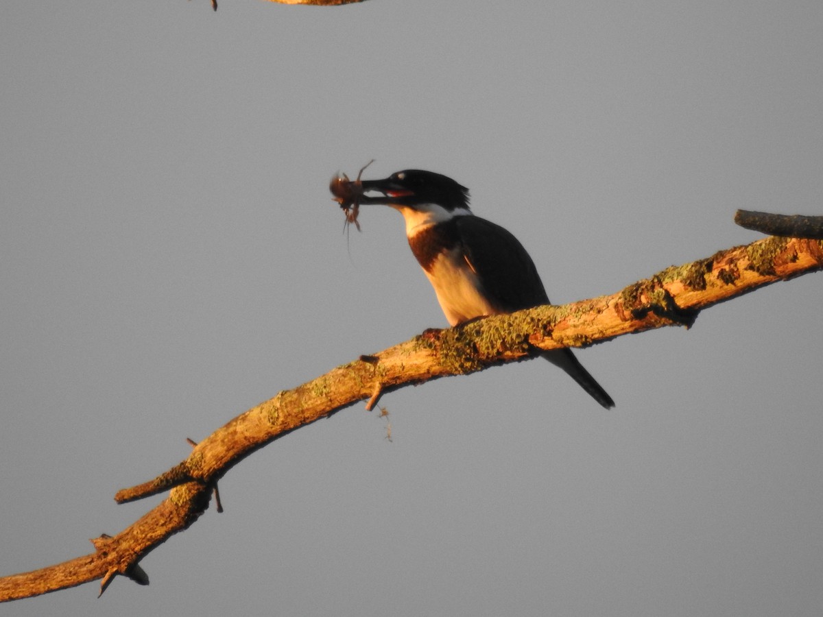 Belted Kingfisher - ML108156771
