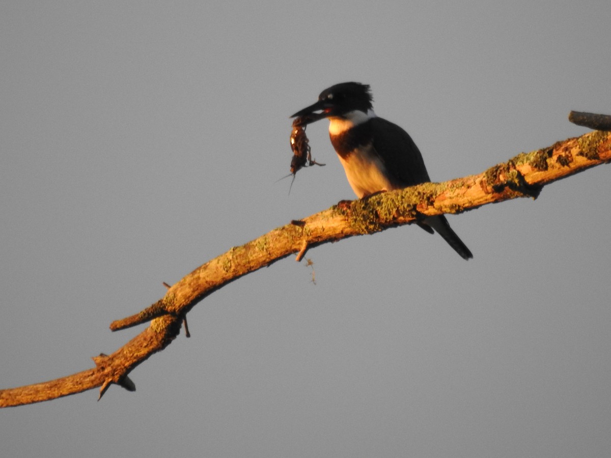 Belted Kingfisher - ML108156801