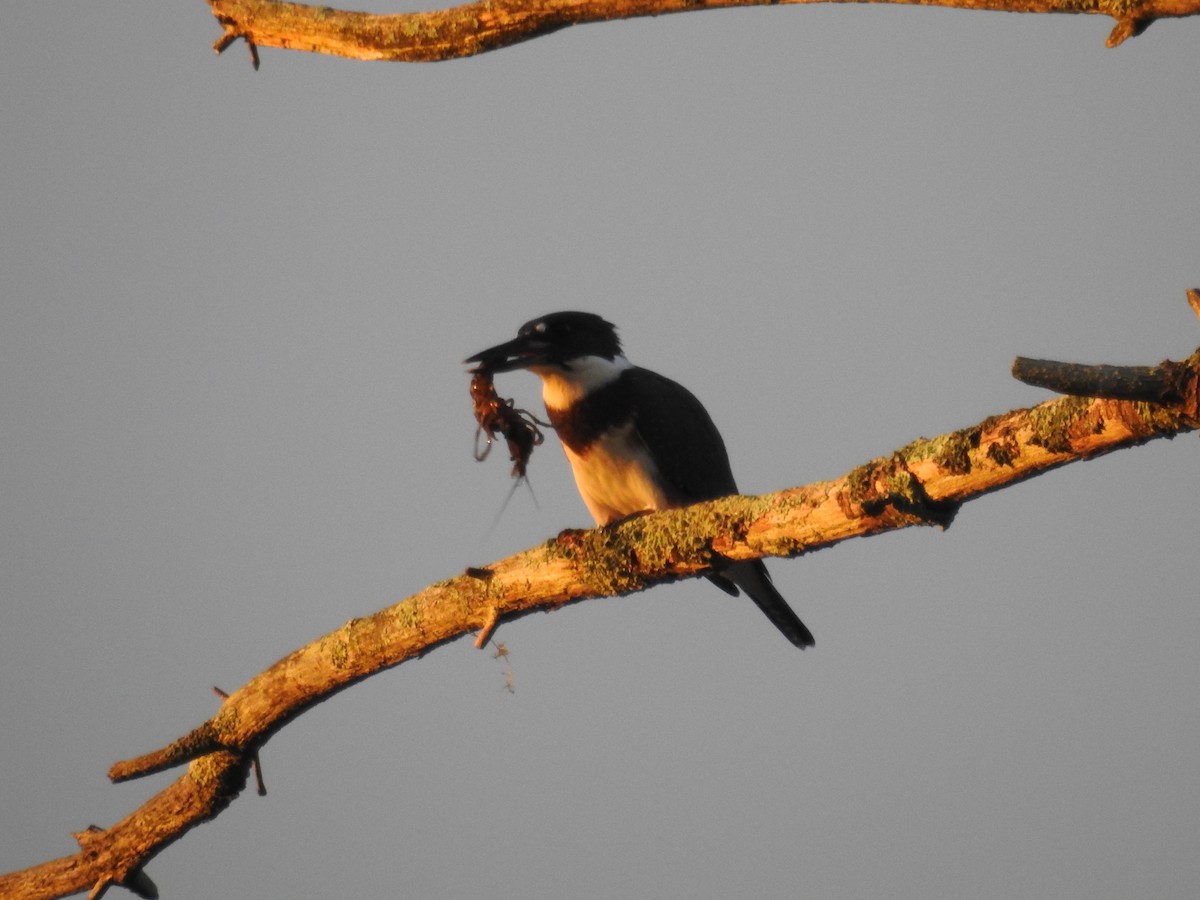 Belted Kingfisher - ML108156821