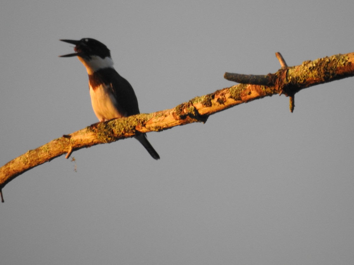 Belted Kingfisher - ML108156831