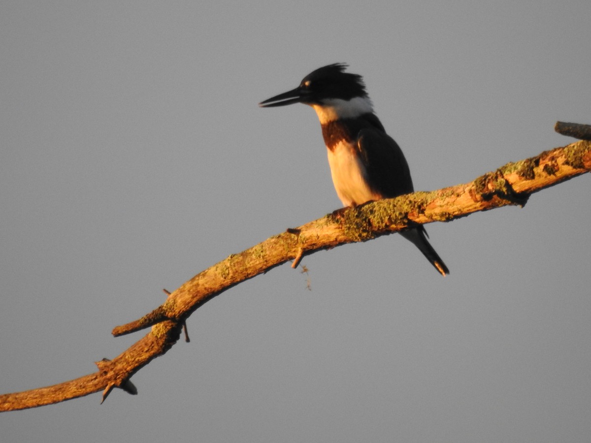 Belted Kingfisher - ML108156851