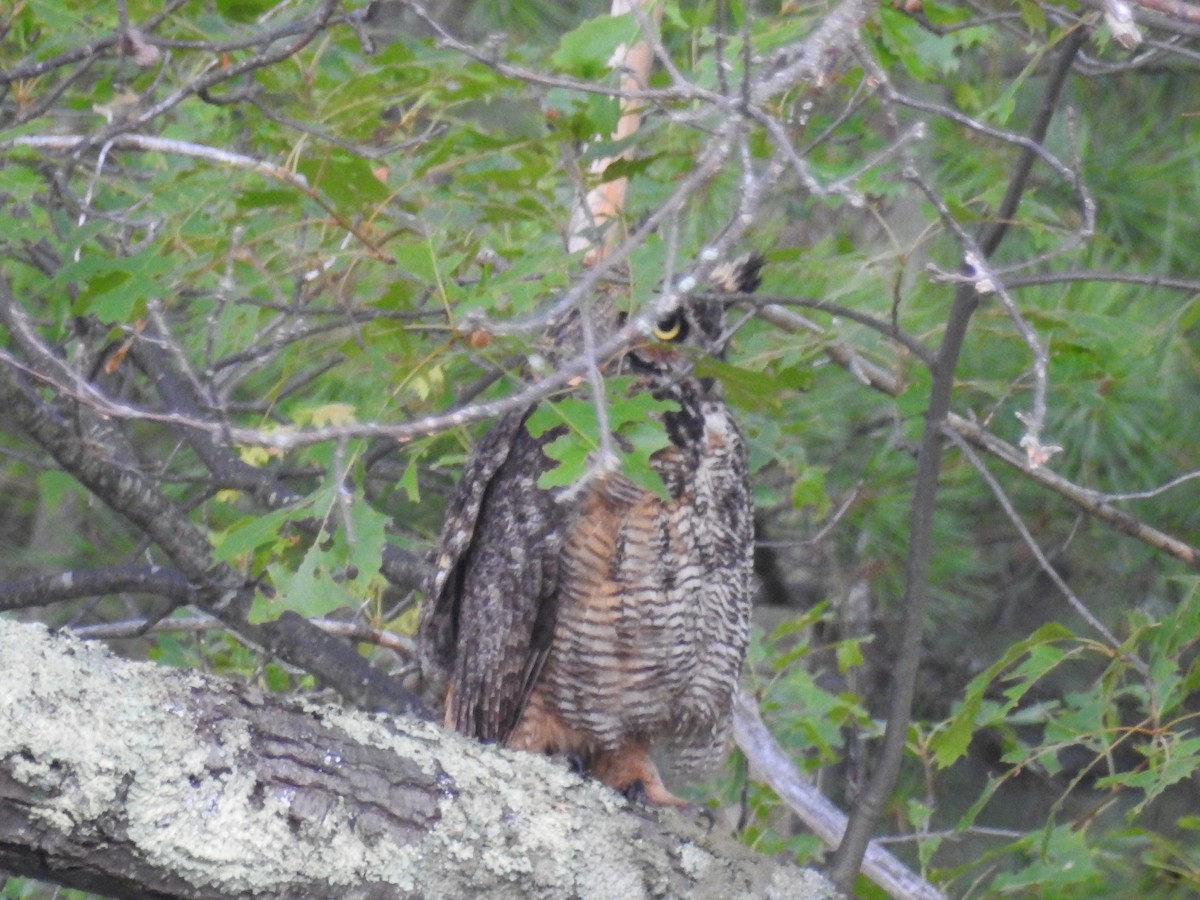 Great Horned Owl - ML108157241