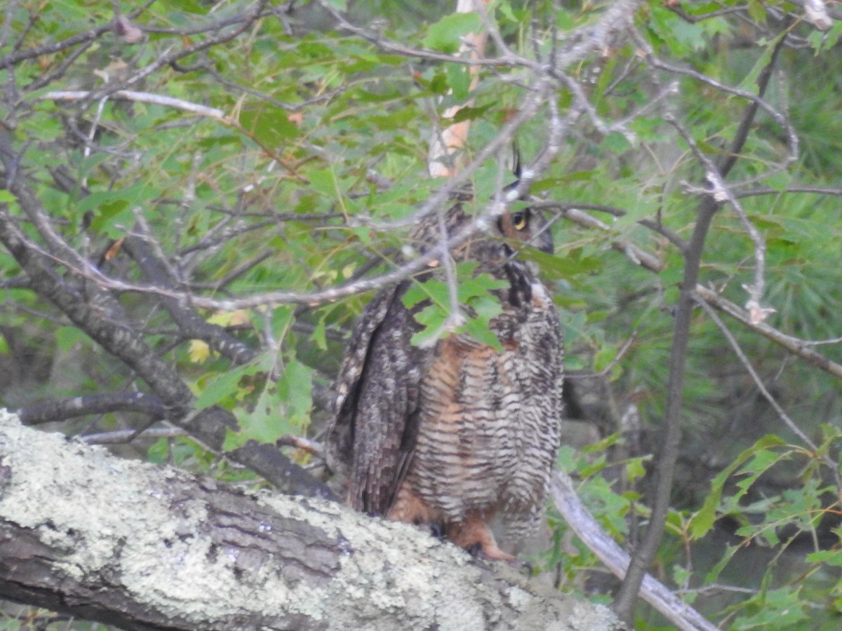 Great Horned Owl - Mary McKitrick