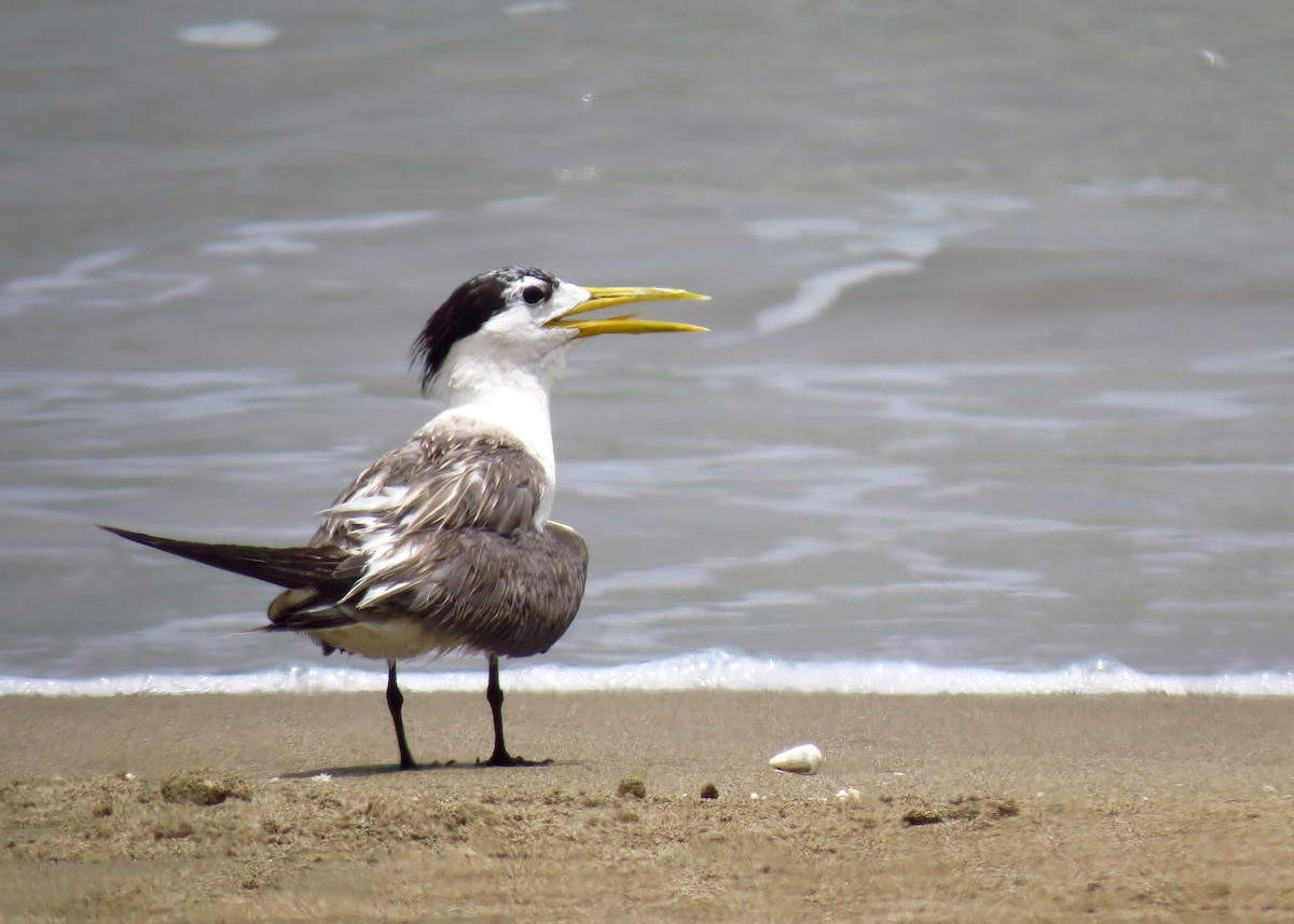 Great Crested Tern - ML108159001