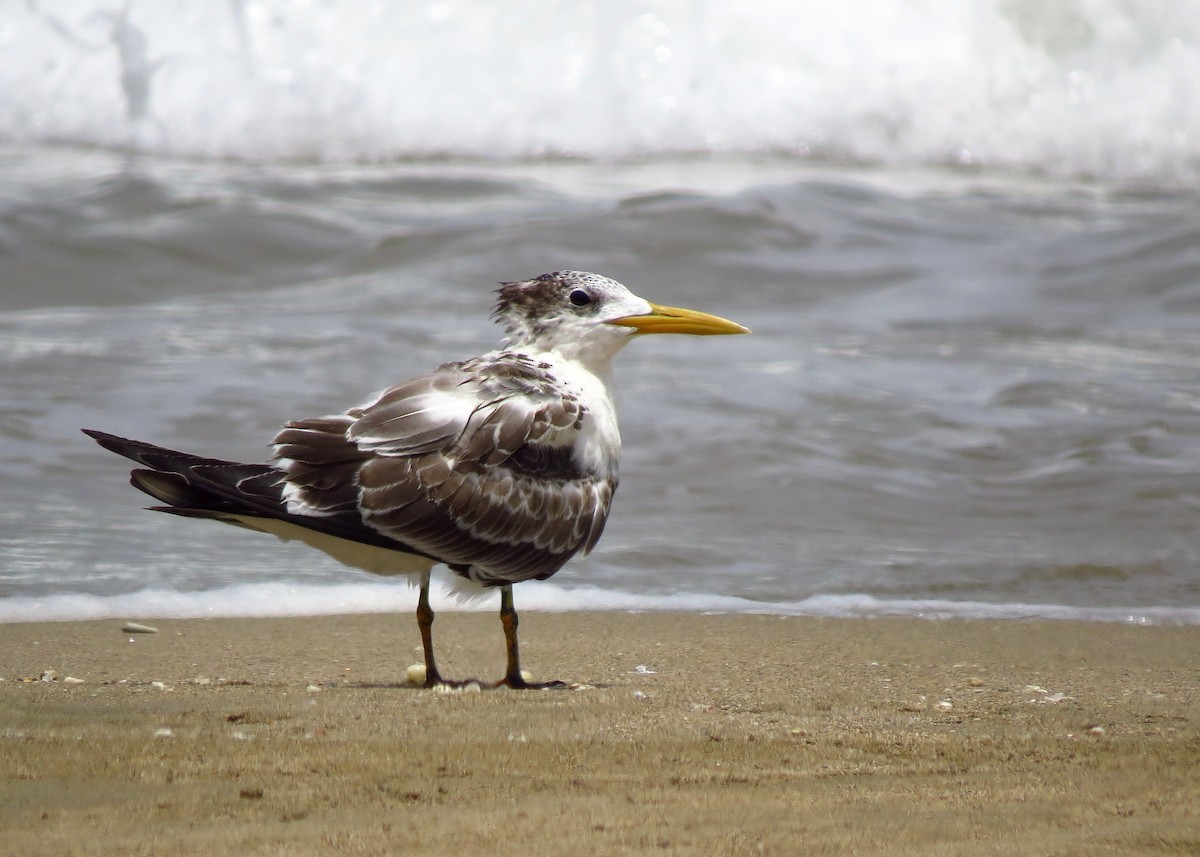 Great Crested Tern - ML108159011