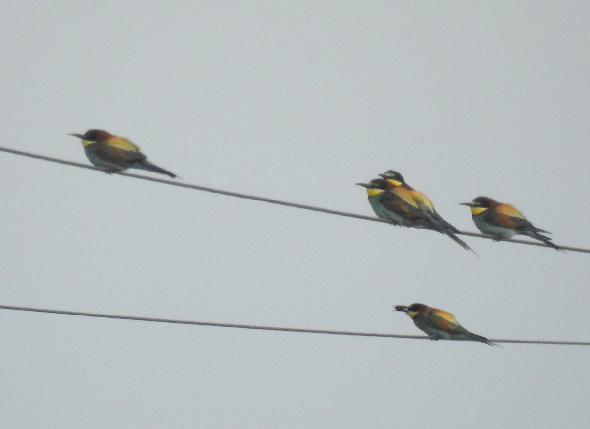 European Bee-eater - ML108165971
