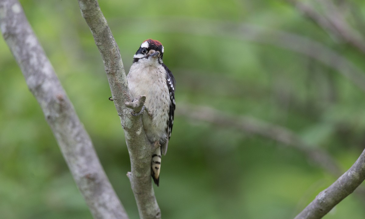 Downy Woodpecker (Eastern) - Chris Wood
