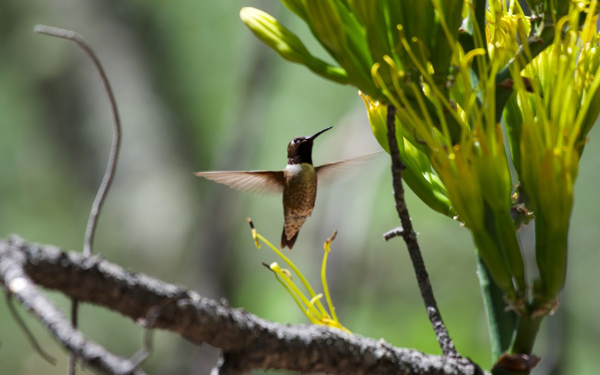 Black-chinned Hummingbird - ML108172121