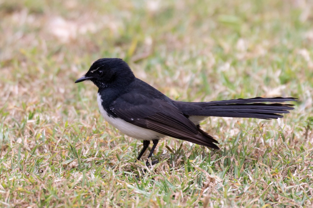 Willie-wagtail - ML108173251