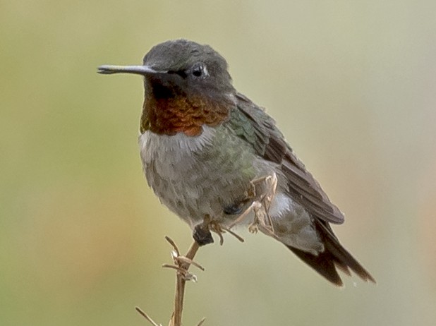 Ruby-throated Hummingbird - ML108173621