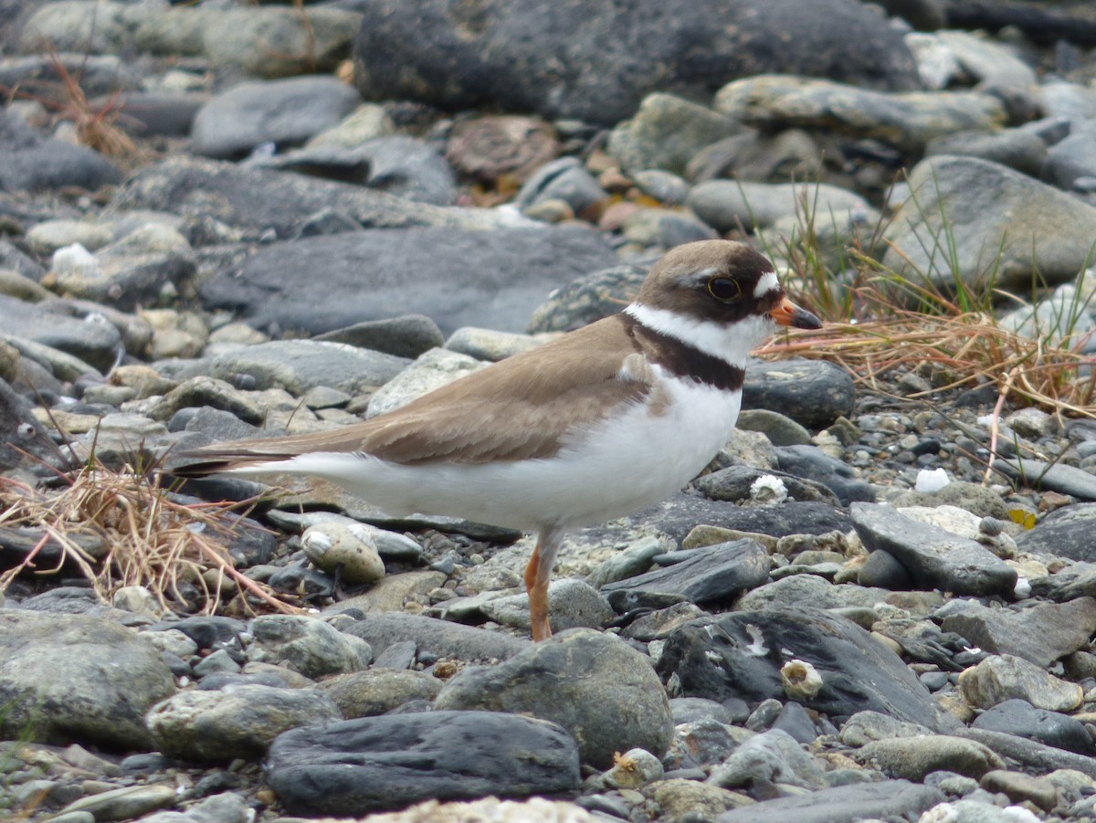 Semipalmated Plover - Connor Goff