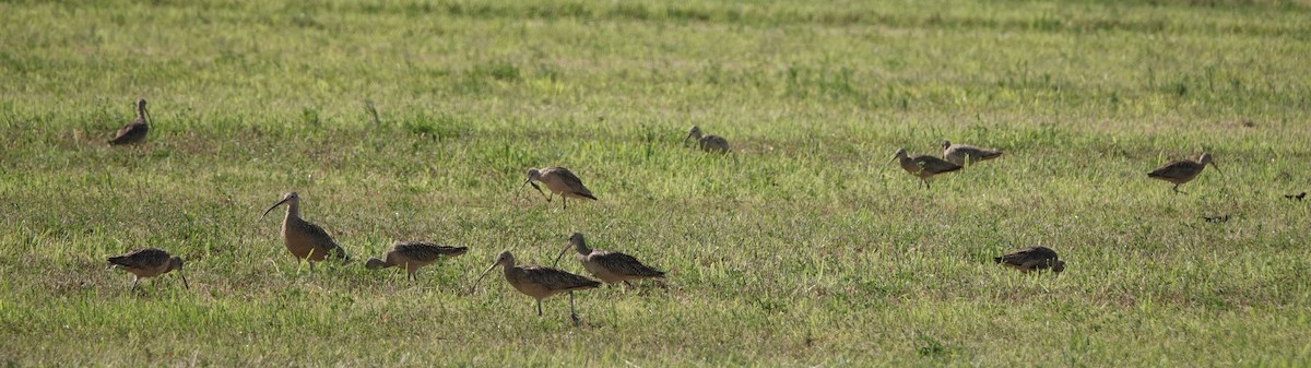 Long-billed Curlew - Brad Rumble