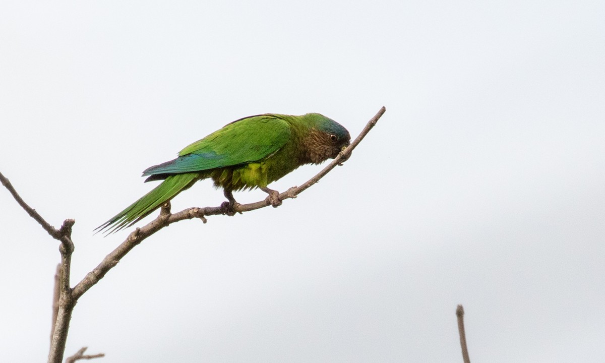 Brown-throated Parakeet (Brown-throated) - Drew Weber