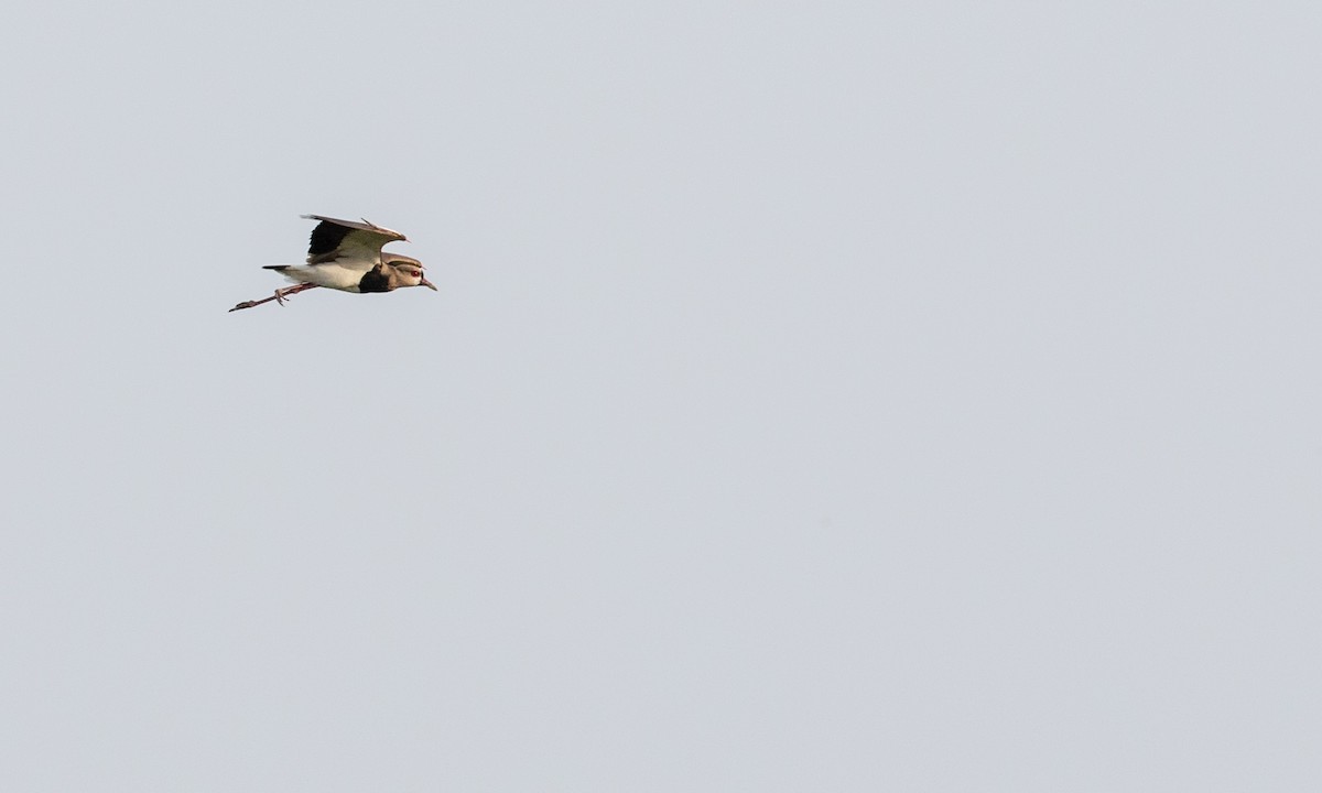 Southern Lapwing (cayennensis) - Drew Weber