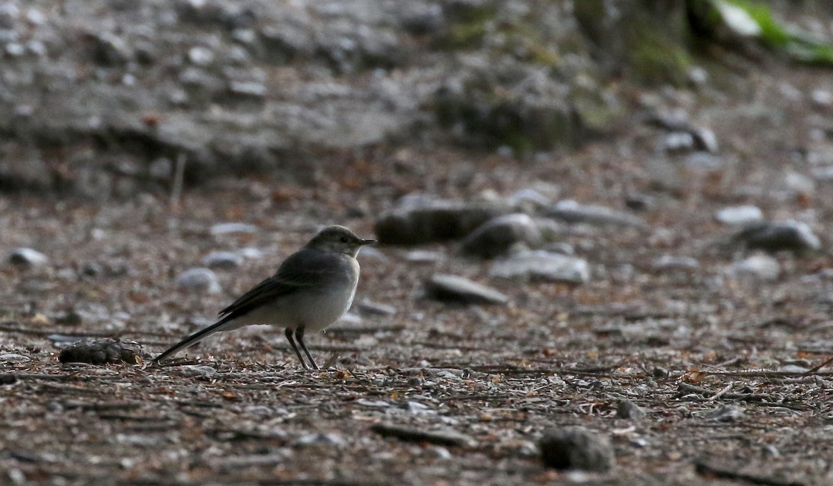 White Wagtail (White-faced) - ML108185771