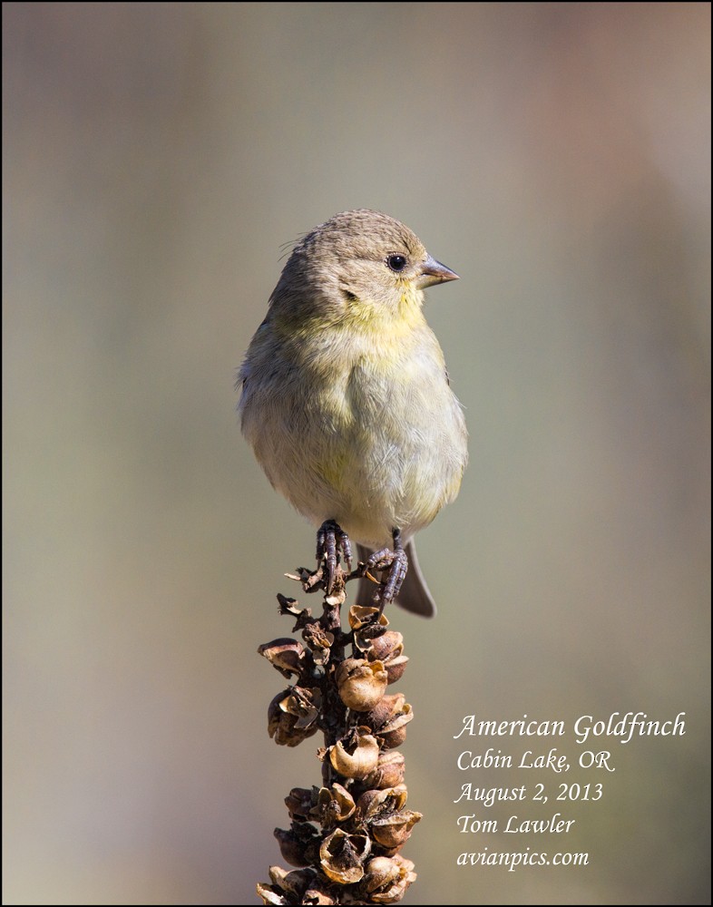 American Goldfinch - Tom Lawler