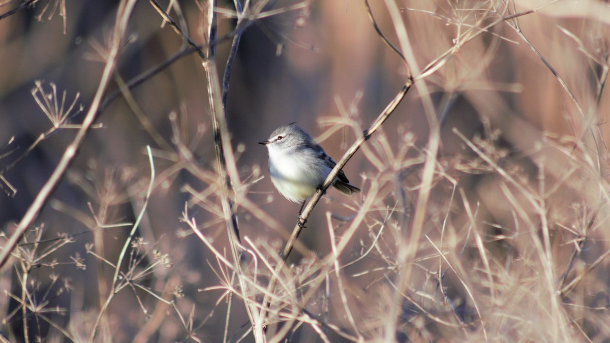 White-crested Tyrannulet (Sulphur-bellied) - Tiago Rivadeo Pla