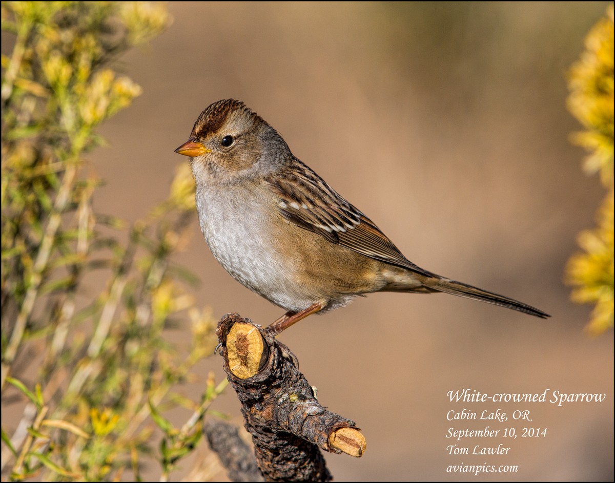 White-crowned Sparrow - Tom Lawler
