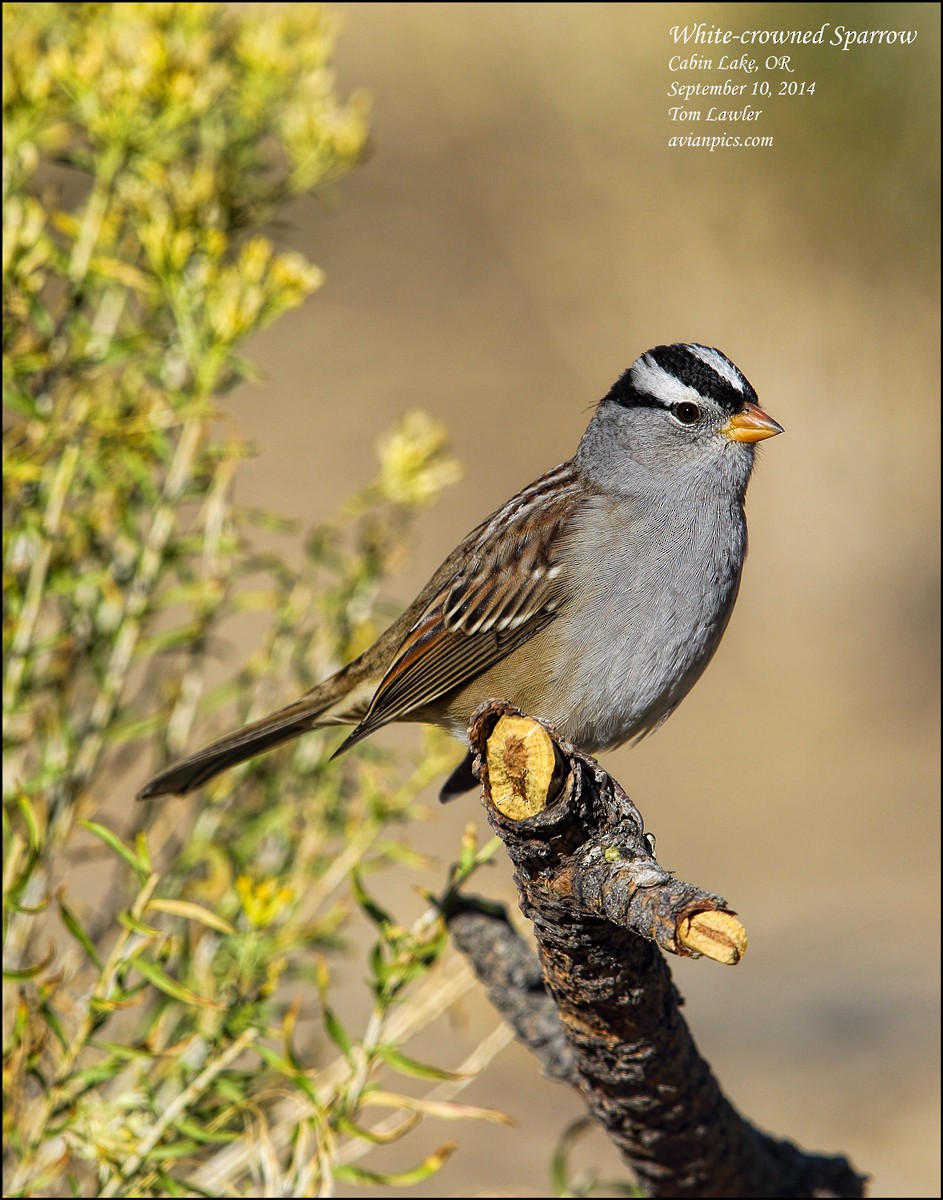 White-crowned Sparrow - ML108194221