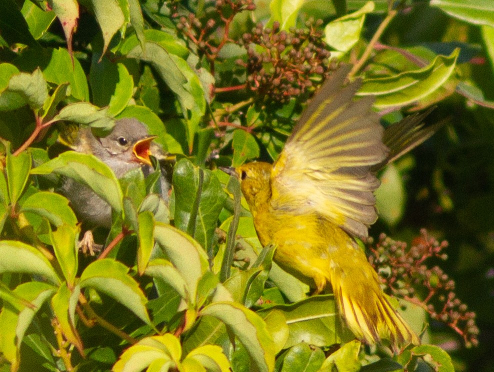 Yellow Warbler (Northern) - ML108194631