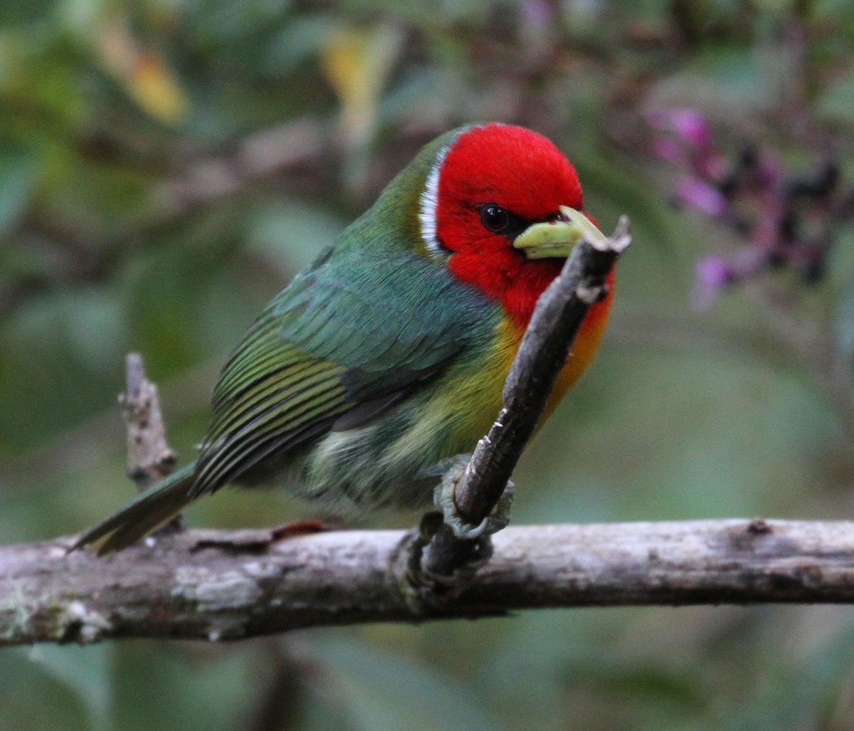 Red-headed Barbet - Don Coons