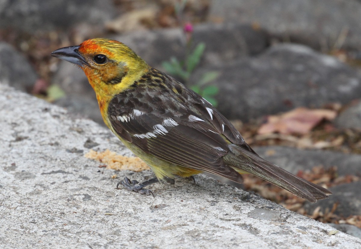 Flame-colored Tanager - ML108196451