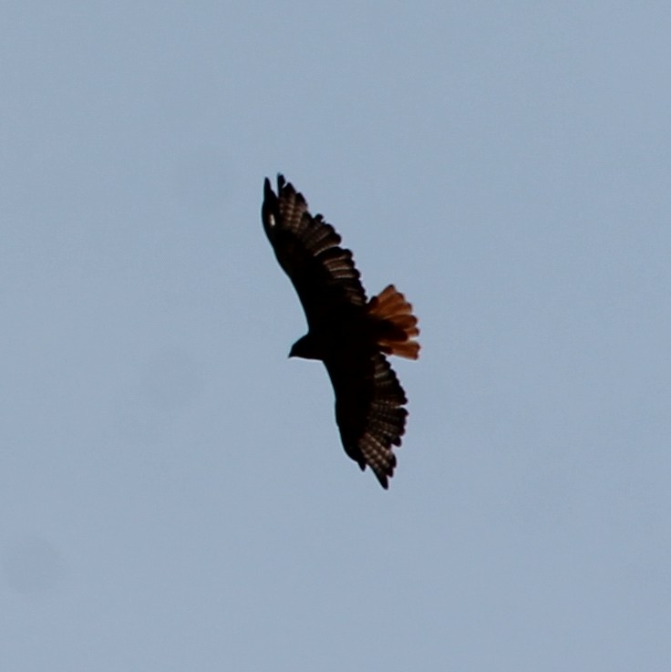 Red-tailed Hawk - ML108196611