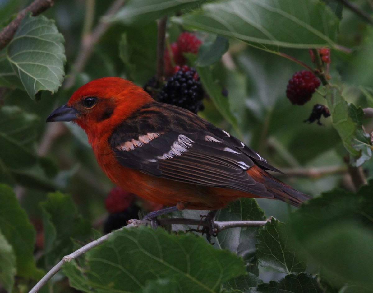Flame-colored Tanager - ML108196711