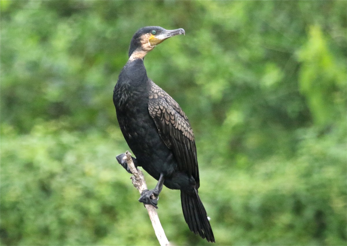 Great Cormorant (White-breasted) - Gil Ewing