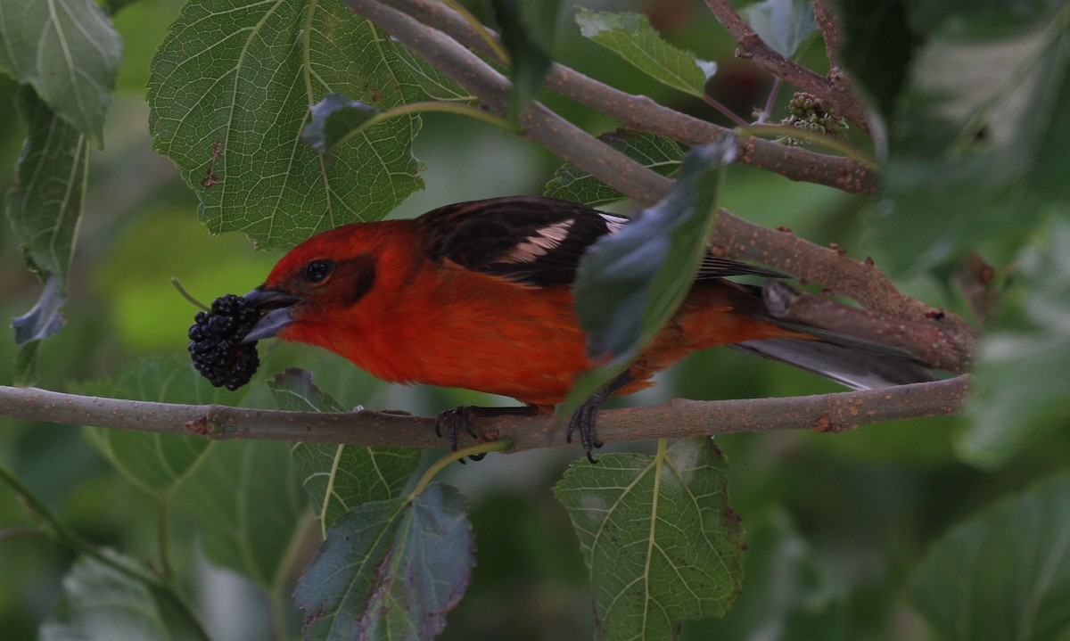 Flame-colored Tanager - ML108196971