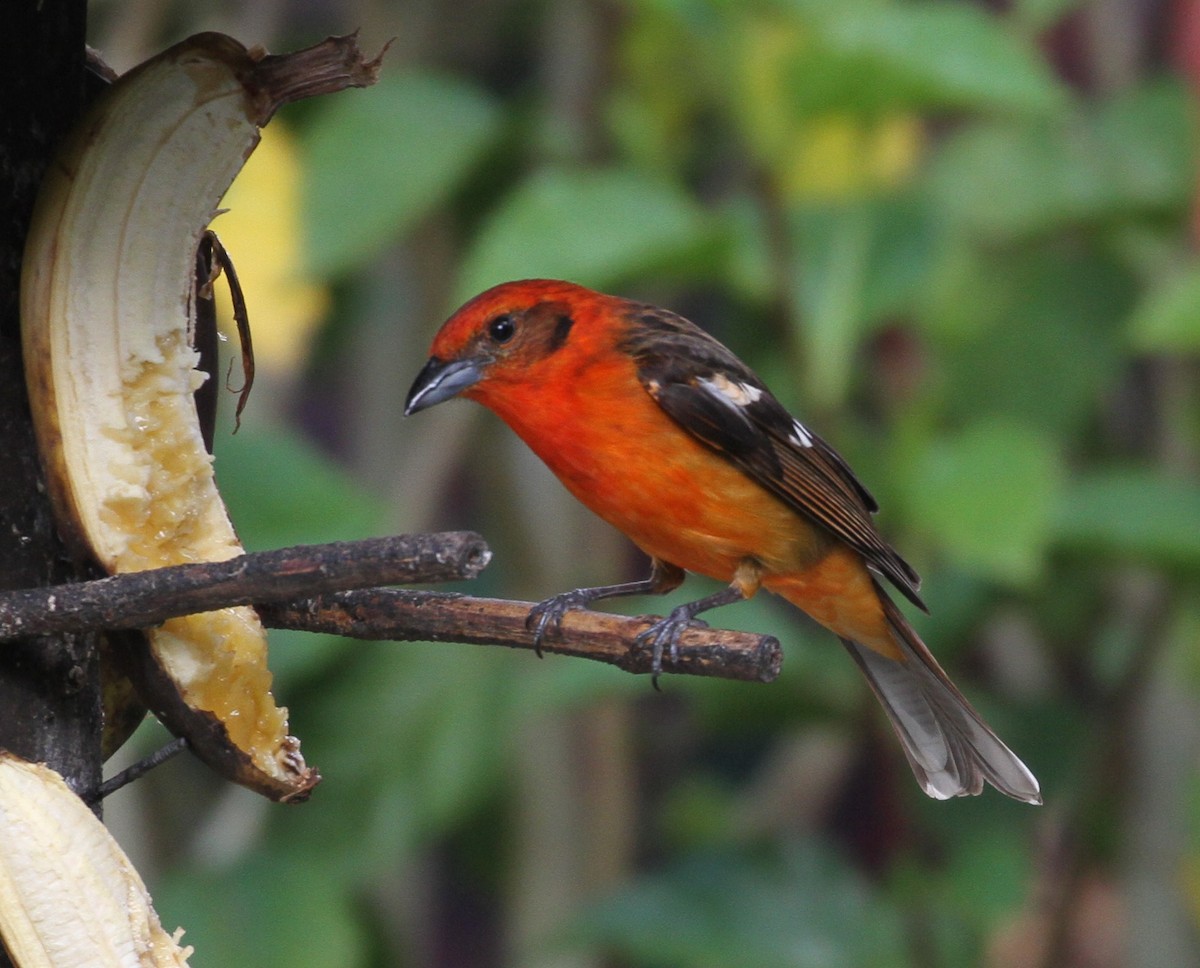 Flame-colored Tanager - ML108196981