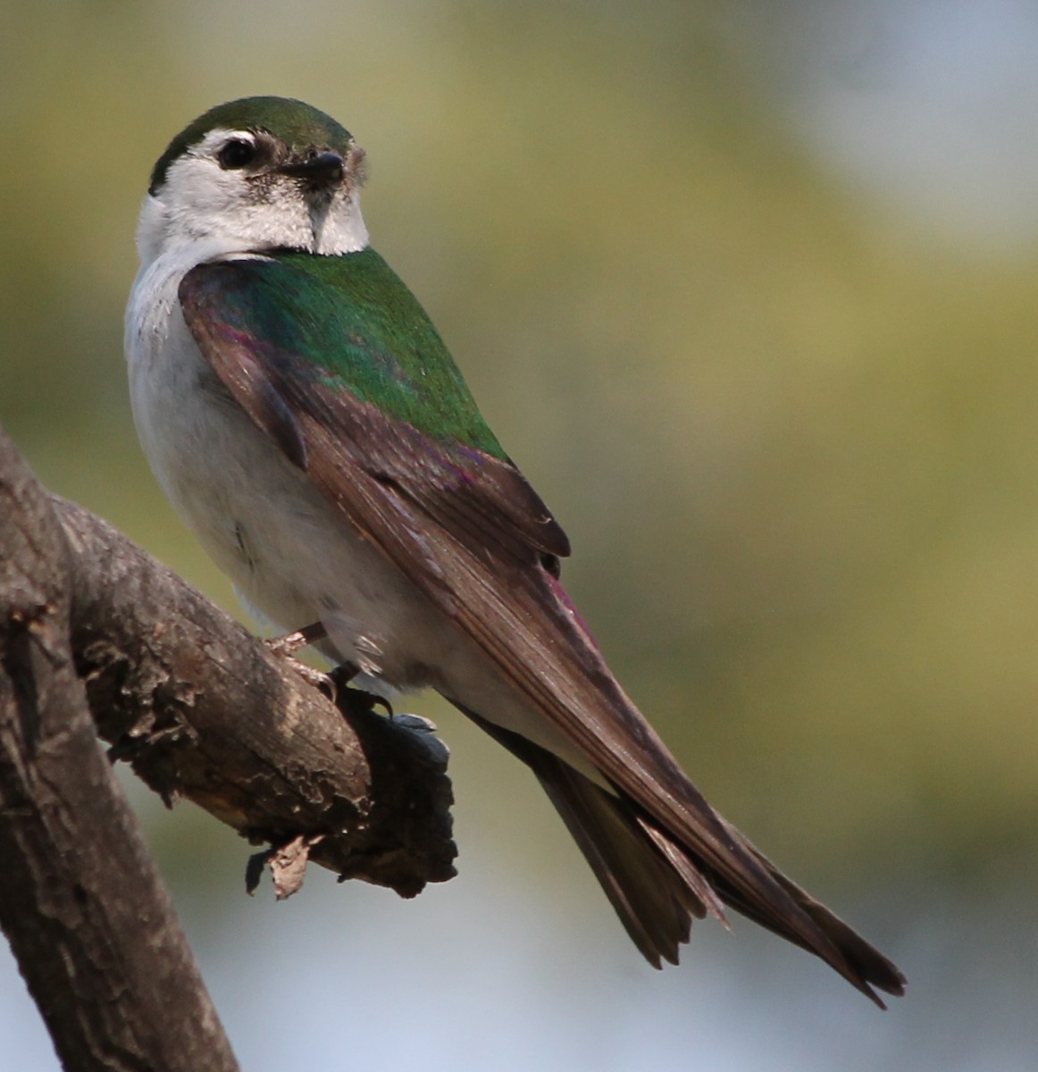 Violet-green Swallow - Lorraine Lanning