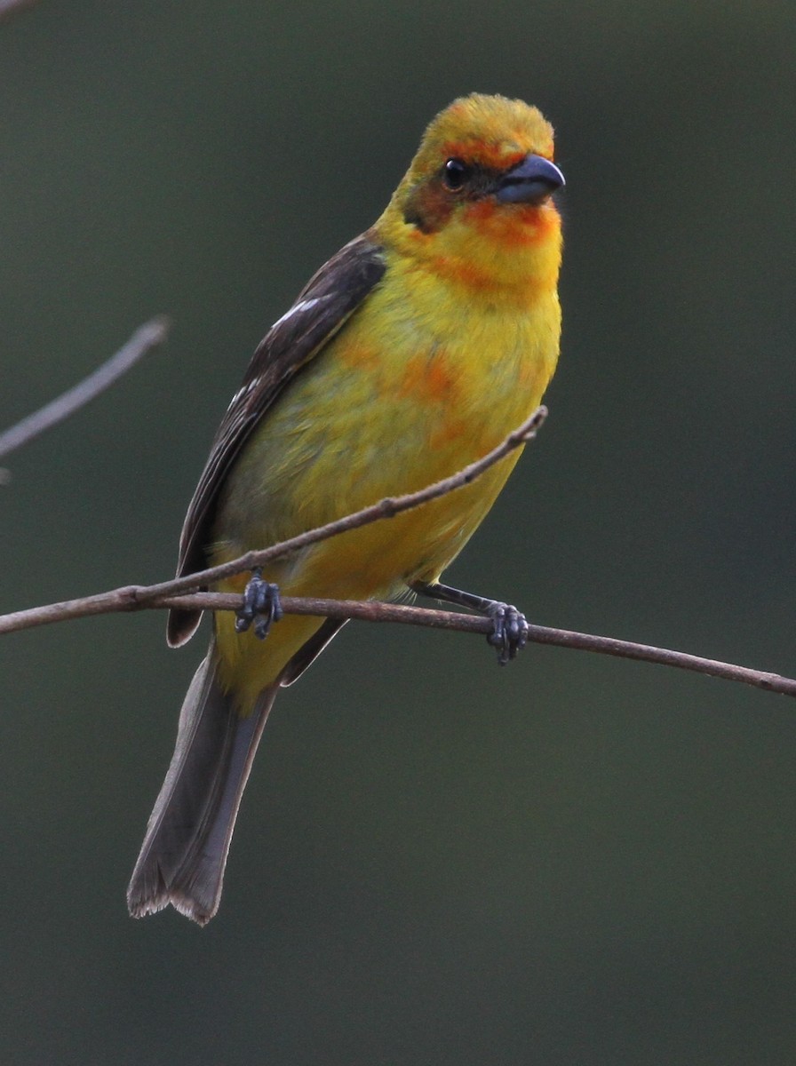 Flame-colored Tanager - ML108197541