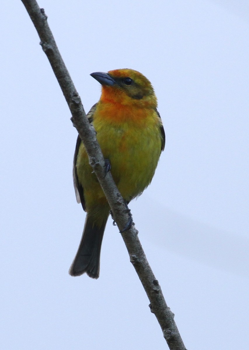 Flame-colored Tanager - ML108197631