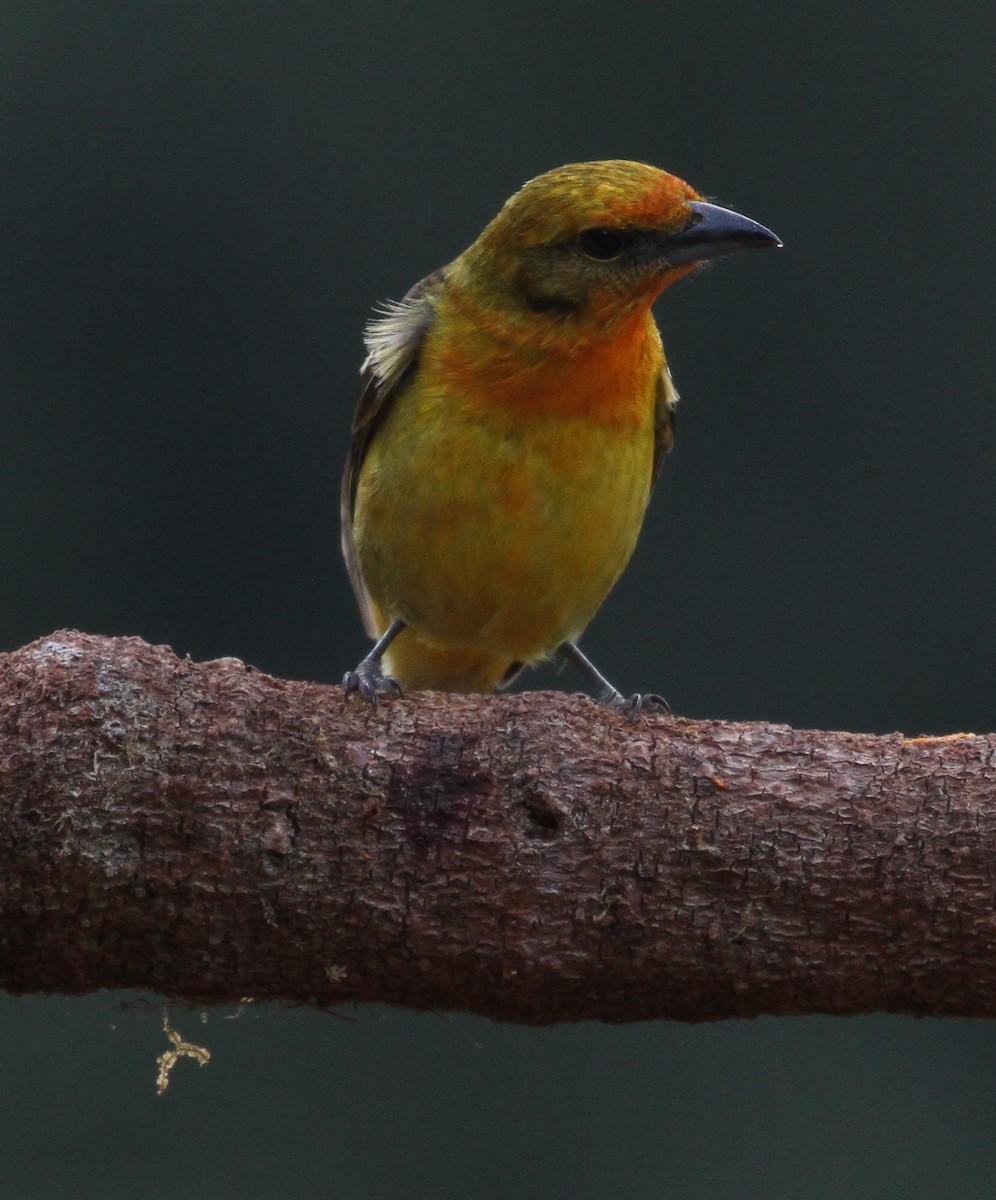 Flame-colored Tanager - ML108197681