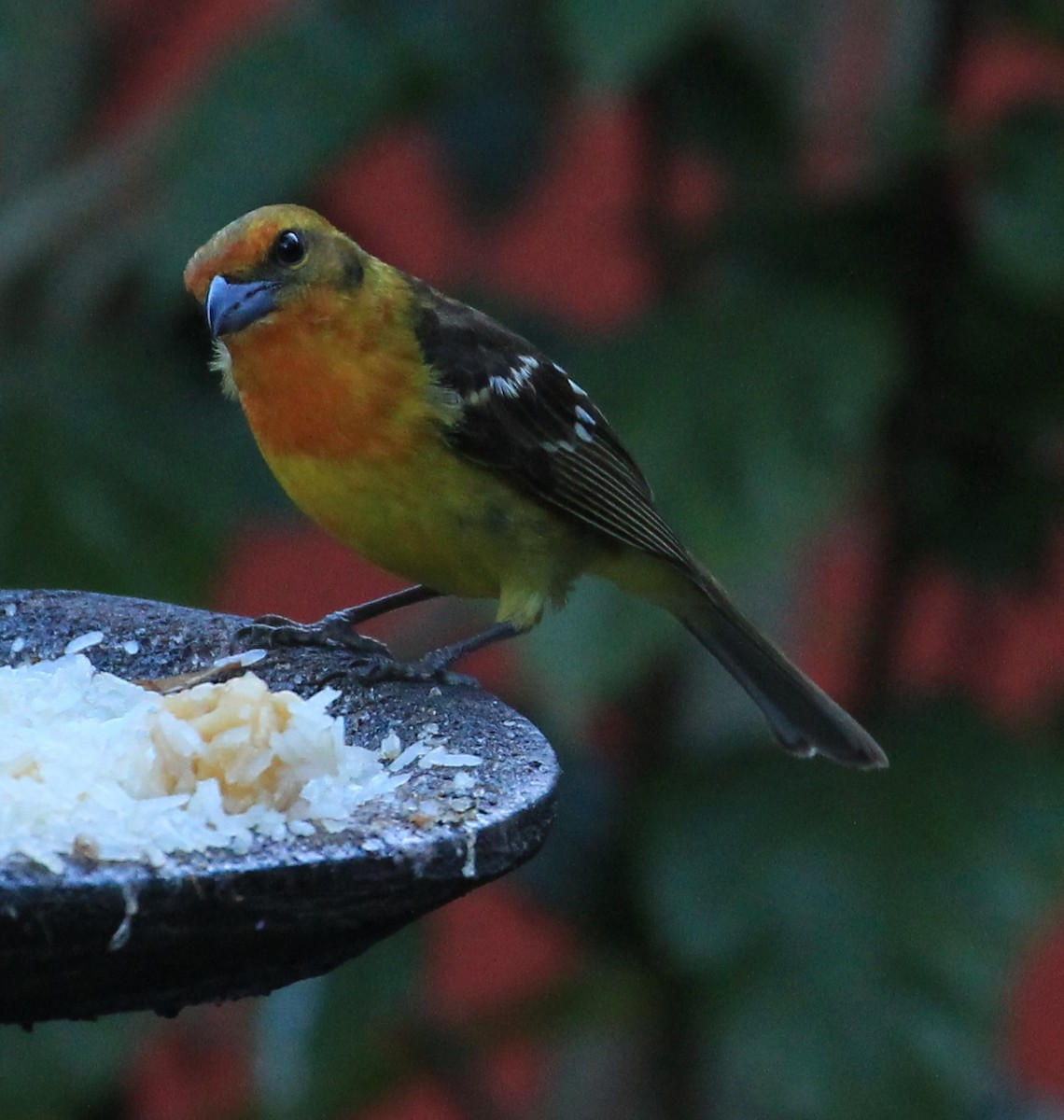 Flame-colored Tanager - ML108197701