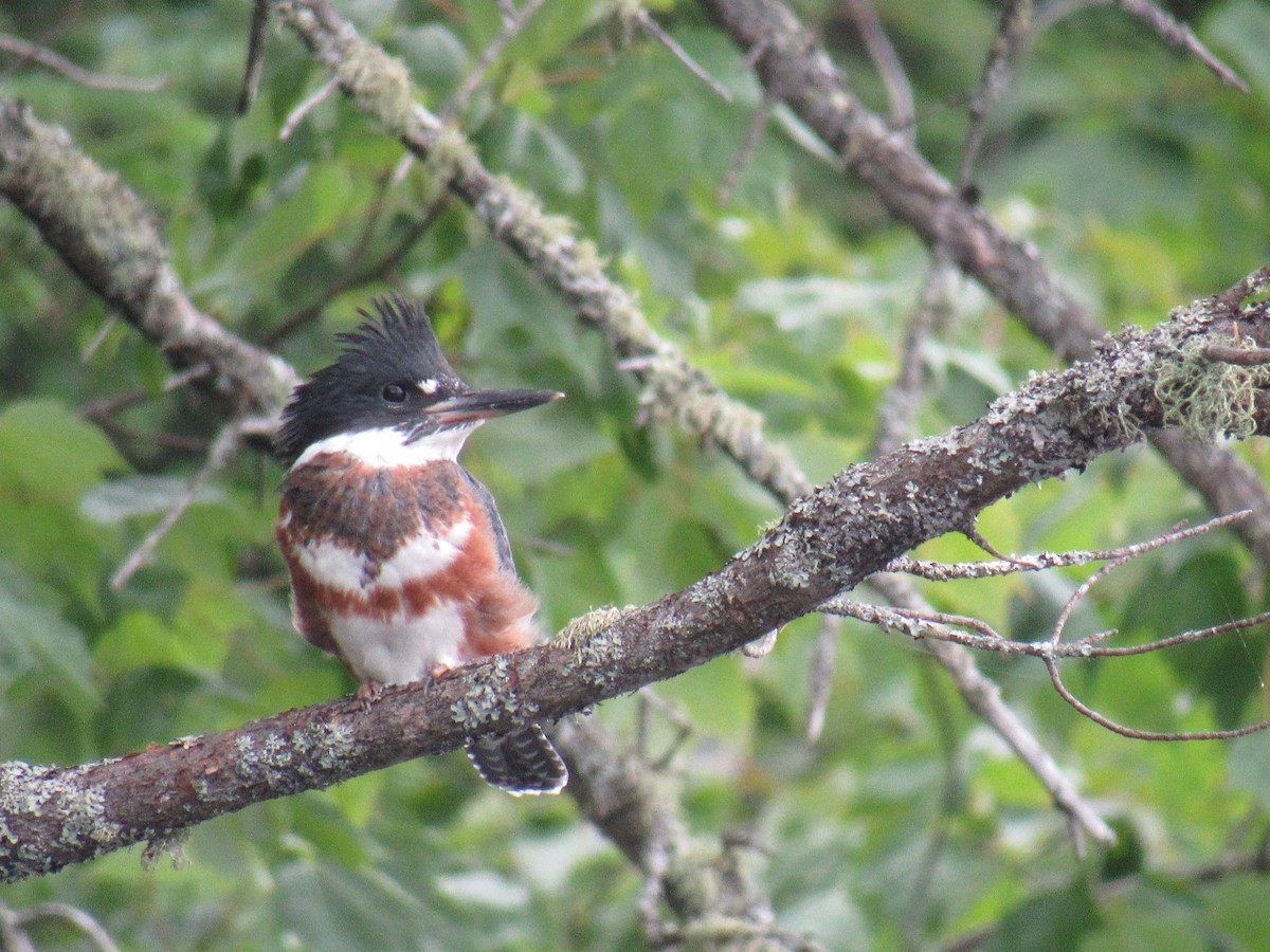 Belted Kingfisher - Ethan Hobbs