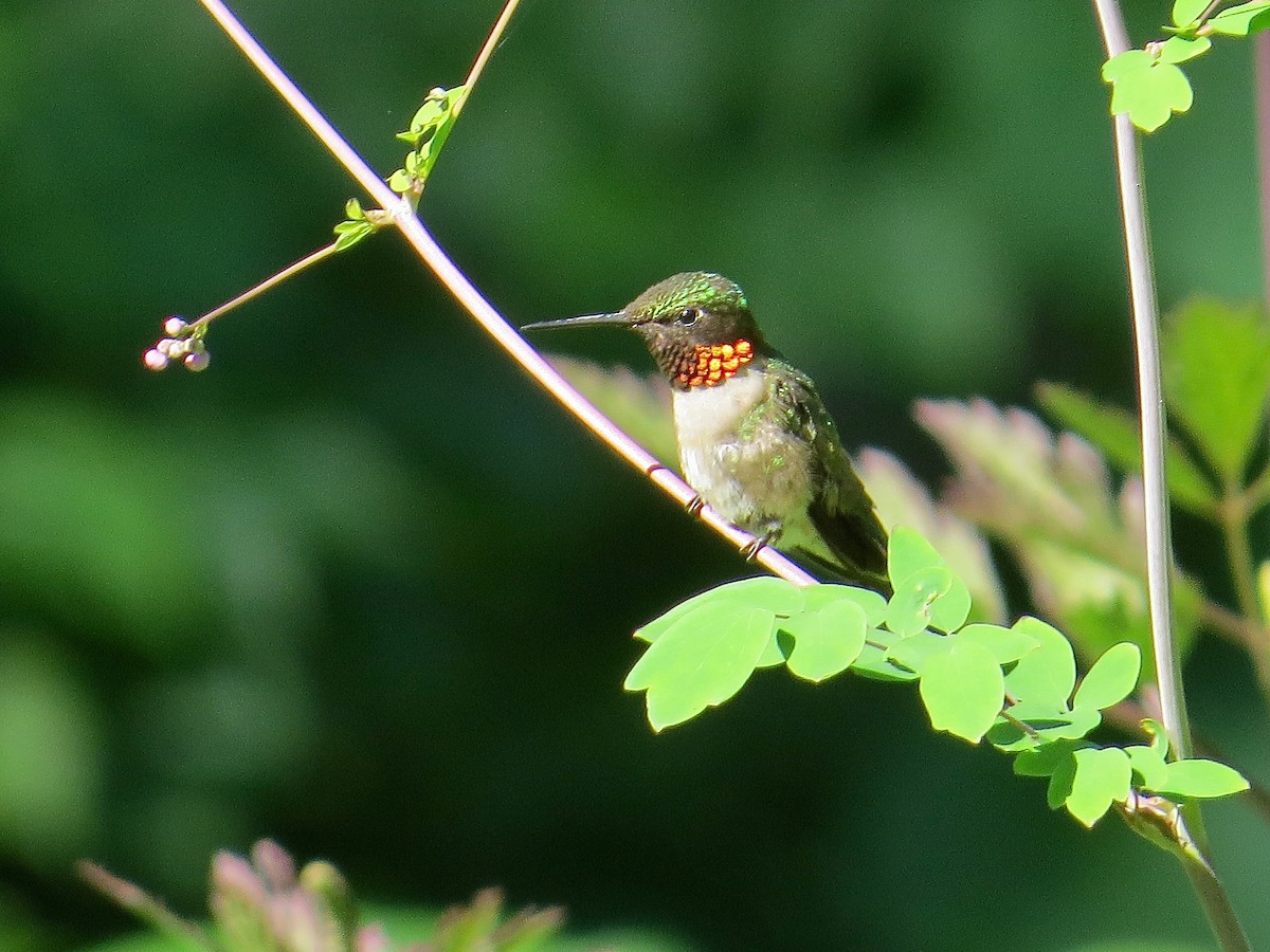 Ruby-throated Hummingbird - ML108198981