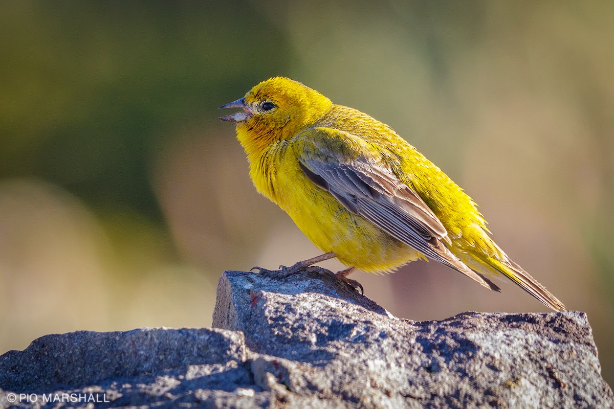 Greater Yellow-Finch - ML108199641