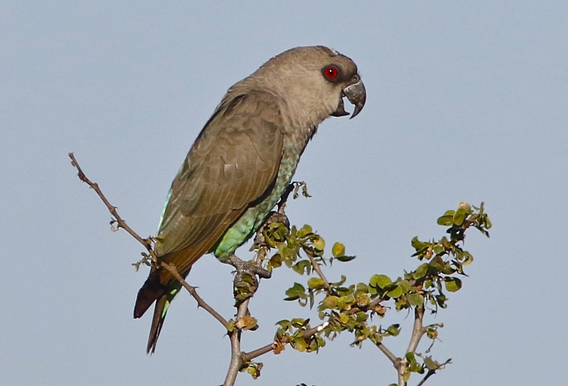 Red-bellied Parrot - ML108199841