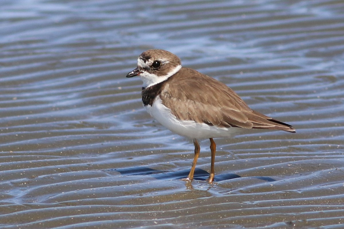 Semipalmated Plover - J Tanner