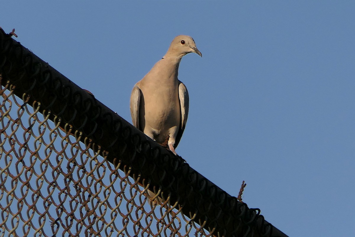 Eurasian Collared-Dove - ML108202771